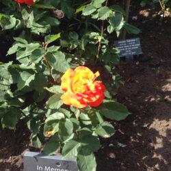 Rose for Rob - The Rob George Foundation