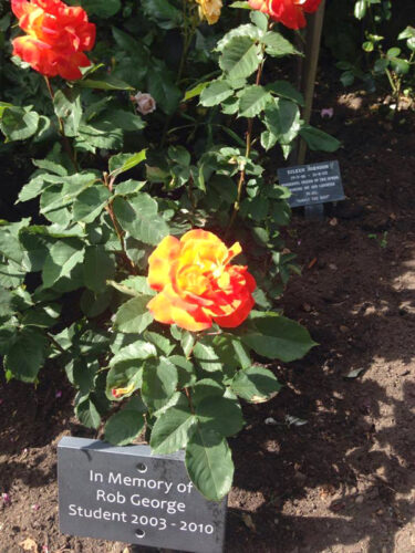 Rose for Rob - The Rob George Foundation