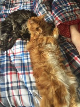 Cats on Kierans a new double bed
